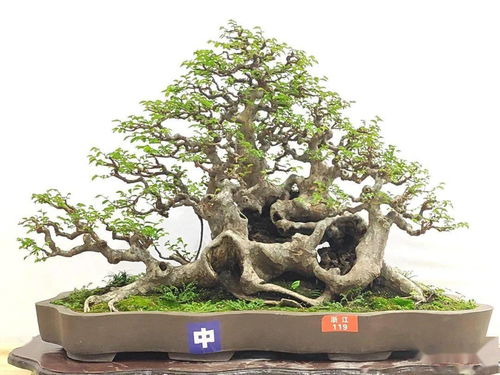 先睹為快 100張高清大圖帶你走進2021全國精品盆景展現(xiàn)場