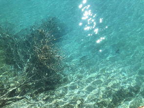 老驥伏櫪,蘋(píng)果8p直出