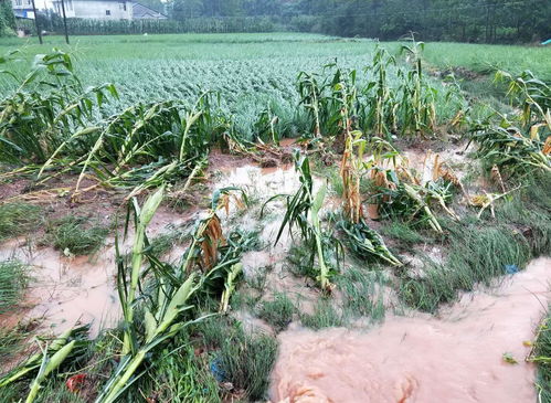 今日入伏,俗語(yǔ)說(shuō) 淋伏頭,曬伏尾 當(dāng)天下雨好嗎