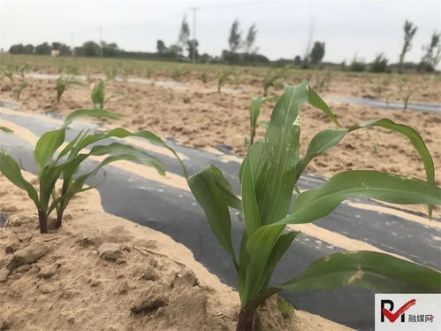 老驥伏櫪心向善，田間公益志在農(nóng)