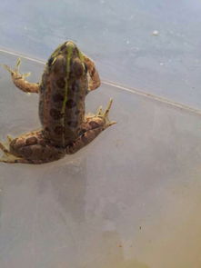 老驥伏櫪，志在千里——藍色力獅旅行版塔城游記