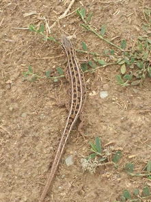 老驥伏櫪，志在千里——藍色力獅旅行版塔城游記